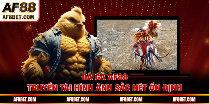 Đá gà AF88 truyền tải hình ảnh sắc nét ổn định