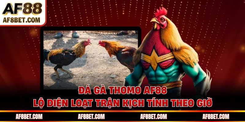 Đá Gà Thomo AF88 Lộ Diện Loạt Trận Kịch Tính Theo Giờ