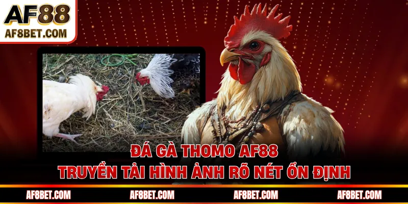 Đá gà Thomo AF88 truyền tải hình ảnh rõ nét ổn định