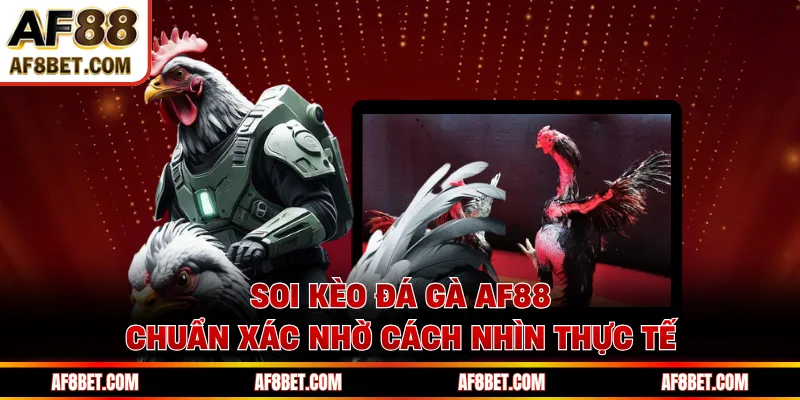 Soi Kèo Đá Gà AF88 Chuẩn Xác Nhờ Cách Nhìn Thực Tế