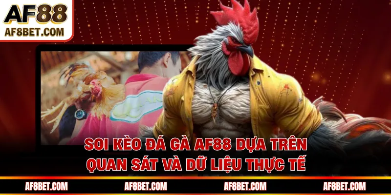 Soi kèo đá gà AF88 dựa trên quan sát và dữ liệu thực tế